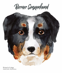 Berner Sennenhund watercolor. Watercolor hand drawn illustration isolated on white background. Cute Dog. Watercolor dog illustration postcard. 