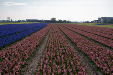 Dutch spring, colorful hyacinths flowers in blossom on farm fields in april near Lisse, North Holland, the Netherlands