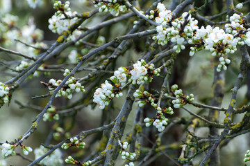 Spring white blossom of plum prunus tree, orchard with fruit trees in Betuwe, Netherlands in april