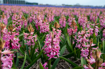 Obraz premium Dutch spring, colorful hyacinths flowers in blossom on farm fields in april near Lisse, North Holland, the Netherlands