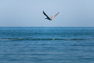 Fototapeta na wymiar A brown headed pelican flying over the pacific ocean with its wings stretched out