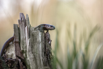 Lizard on a forest stump in spring. A male lizard (Lacerta agilis) listens to forest rustles. Funny animals.