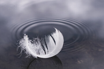 Fluffy feather on the surface of the water, blue color tone. A bird's feather on the surface of the...