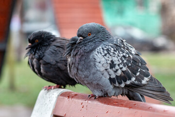 Pigeons are sitting on a bench in a city park on a rainy windy day, it's cold. Two doves freeze on a bench close-up. Changing of the climate.