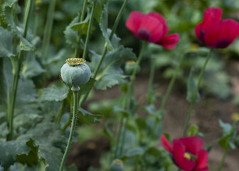 poppy flowers and poppy seeds in the garden