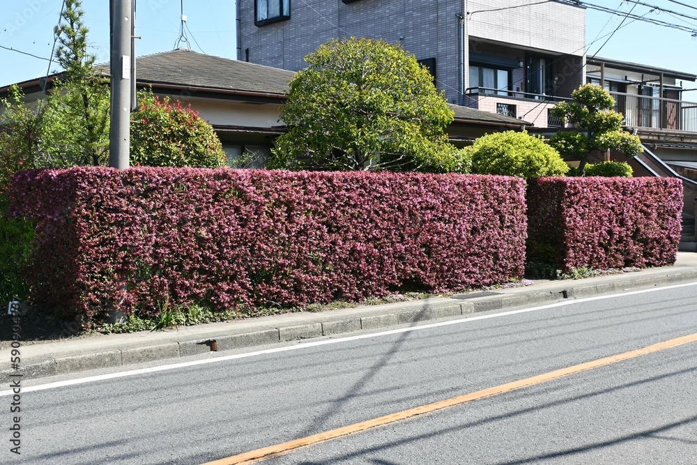 Sticker the chinese fringe bush hedges. hamamelidaceae evergreen shrub. it is a popular hedge because beauti