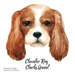 Chevalier King Charles Spaniel watercolor. Watercolor hand drawn illustration isolated on white background. Cute Dog. Watercolor dog illustration postcard. 