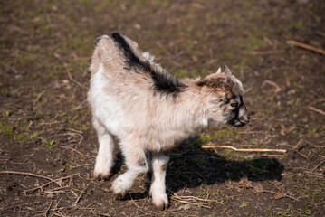 Goats farm. Little goat on a field