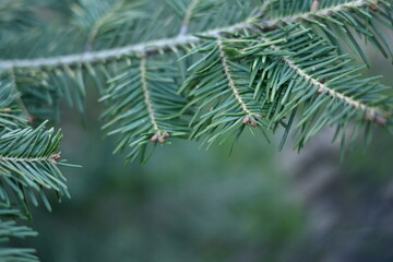 green branches of a pine tree macro, short needles of a coniferous tree close-up on a green...