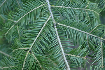 Fototapeta na wymiar green branches of a pine tree macro, short needles of a coniferous tree close-up on a green background, texture of needles of a Christmas tree close-up, christmas tree branches, texture of needles 