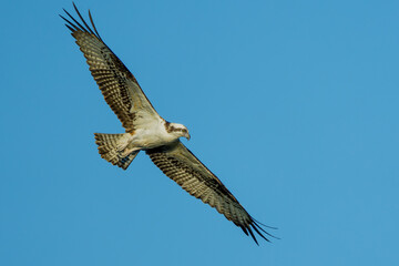 Osprey Flying Overhead