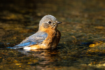 Eastern bluebird bathing