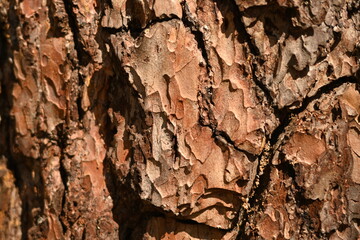 Brown tree bark texture, brown tree bark closeup, closeup tree trunk bark texture, 