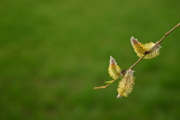 Blooming willow in the spring forest willow for easter Willow branches with buds on a white background. Light easter background with natural material Close up of pussy willow branches at early spring	
