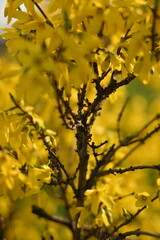 bright yellow background, bright yellow floral background, spring flowers close-up, 
bright yellow branches of European forsythia against the background of a cloudy sky, spring flowering pieces