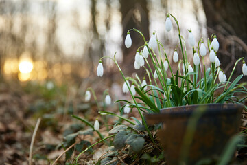 Snowdrop or common snowdrop (Galanthus nivalis) flowers.