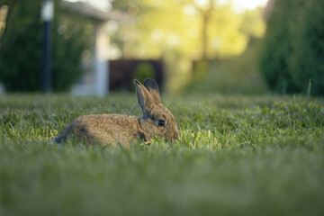 Gray rabbit or hare on a grass against a blurred green background, shallow depth of field, bokeh. Easter concept with bunny