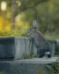 Gray rabbit or hare against a blurred green background, shallow depth of field, bokeh. Easter concept with bunny. Size for Instagram