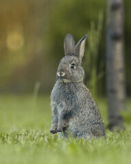 Gray rabbit or hare against a blurred green background, shallow depth of field. Easter concept with bunny. Size for Instagram