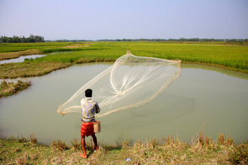 A young man is catching fish by throwing a net in shallow water next to a green paddy field.