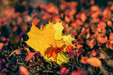 Autumn leaf fall, fallen leaves. Bright natural autumn background
