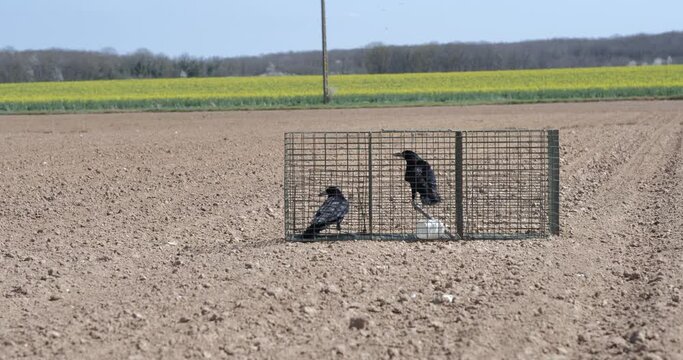 Capture d'oiseaux nuisibles par pi&egrave;ge 