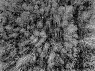 Birch forest trees from top view in black and white with no leaves in spring / autumn