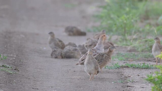 Grey partridge. Perdix, perdix. A family of partridges in the wild. Gray Partridge Dust Bath Run.