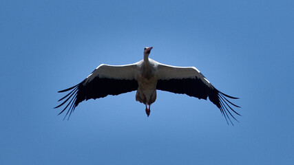 stork