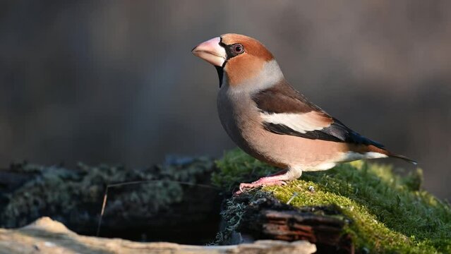 Hawfinch Coccothraustes coccothraustes In the wild. Bird drinks the water and flies away.