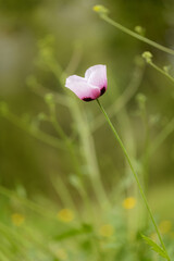 Delicate pink poppy in the field between stems of more plants. The background is greenish and out of focus.