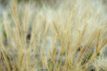 Close Up of Fluffy Yellow Grasses