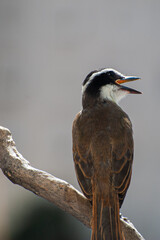 Great Kiskadee, 
