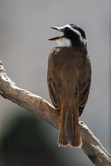 Great Kiskadee, 