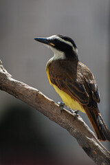 Great Kiskadee, 