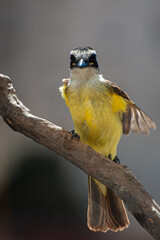 Great Kiskadee, 