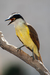 Great Kiskadee, 