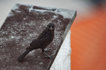 Gnorimopsar chop, Chopi Blackbird, perched on a balcony wall.