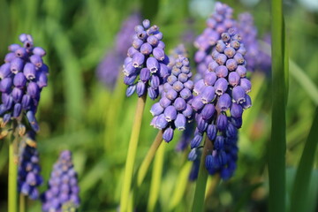 Muscari flowers (Muscari armeniacum), A muscari neglectum flower, Traubenhyazinthen,  blue grape hyacinth flowers