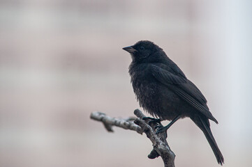 Gnorimopsar chop, Chopi Blackbird, landed in an earthenware vessel with water
