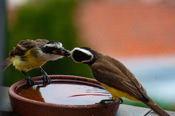 Pair of Great Kiskadee, "Pitangus sulphuratus", feeding each other