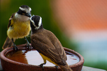 Pair of Great Kiskadee, 