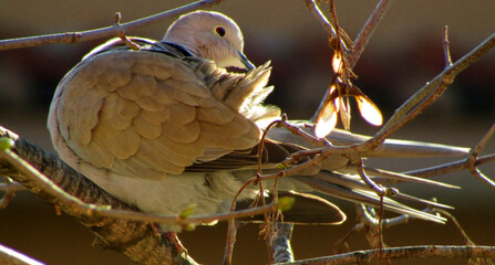 bird on a branch, dove