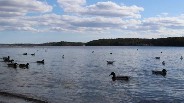Ducks swimming at a lake. Near the Baltic sea, Stockholm, Sweden, Europe.