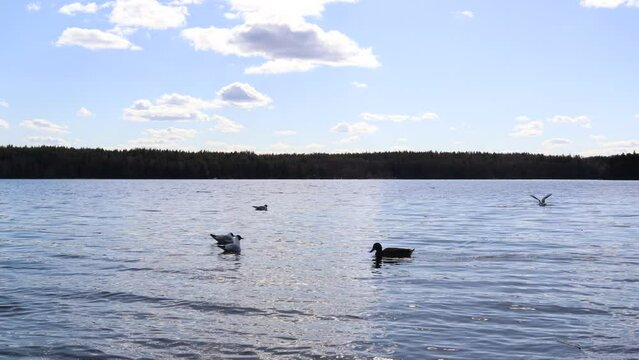 Ducks swimming at a lake. Near the Baltic sea, Stockholm, Sweden, Europe.
