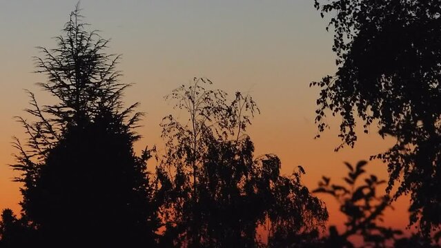 Silhouette of trees at dusk. In the background, an orange sky.