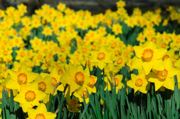 Fototapeta premium Orange and Yellow Daffodils Landscape