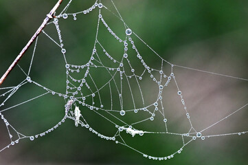 Morgendliche Tropfen