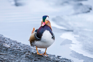 In the winter, a male Mandarin duck stands on the edge of a body of water where the edge has melted and the other part is covered in ice