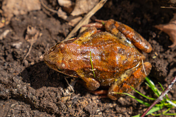 Fototapeta premium Top view of a brown frog on the ground
